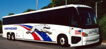 greyhound